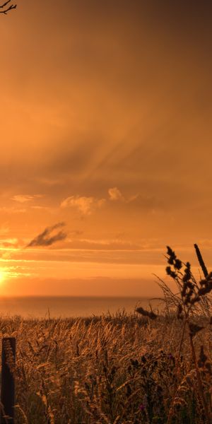 Phone wallpaper: Dusk, Nature, Grass, Sunset, Twilight, Coast, Landscape free download