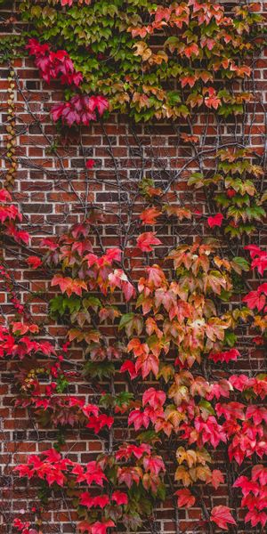 Vibrant Red Foliage on a Rustic Brick Wall