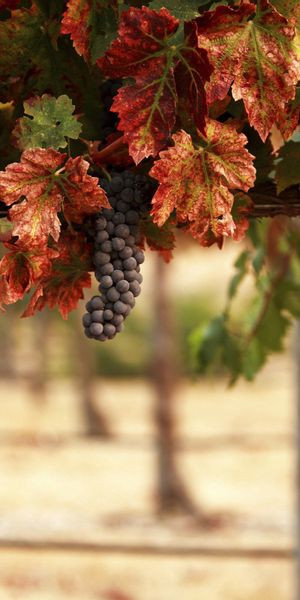 Beautiful Vineyard Scene with Grapes and Autumn Leaves