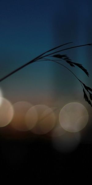 Phone wallpaper: Grass, Blur, Earth, Bokeh free download