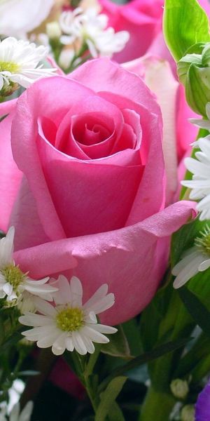Breathtaking Pink Rose Surrounded by White Flowers for Your Phone