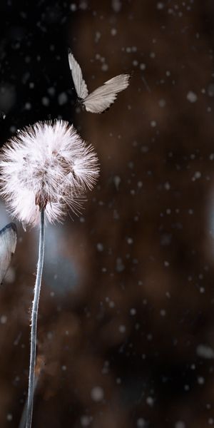 Beautiful Dandelion Surrounded by Butterflies