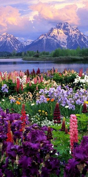 Breathtaking phone wallpaper featuring mountains and colorful flowers