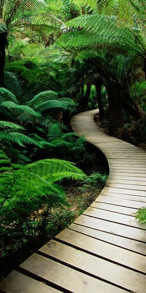 Lush Green Pathway Through the Forest