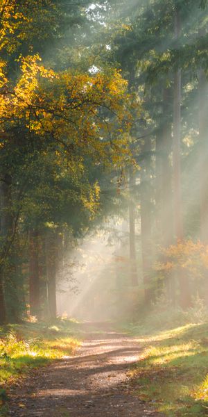 Phone wallpaper: Trees, Path, Nature, Forest, Light, Shine free download