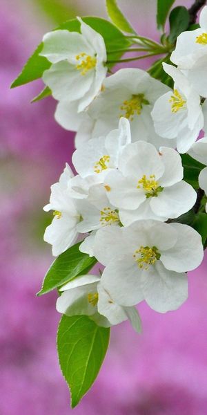 Beautiful White Blossoms in Bloom - Perfect Mobile Wallpaper