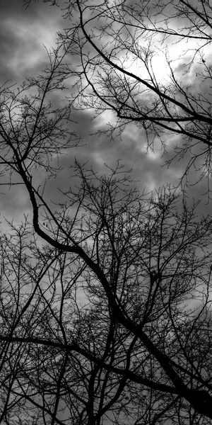 Gloomy Black and White iPhone Wallpaper Featuring Trees and Clouds