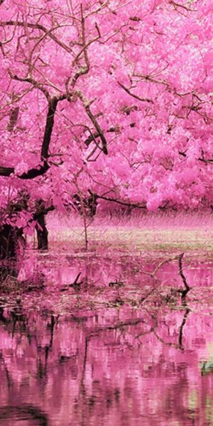 Enchanting 4K wallpaper featuring pink dogwood trees and tranquil pond reflections
