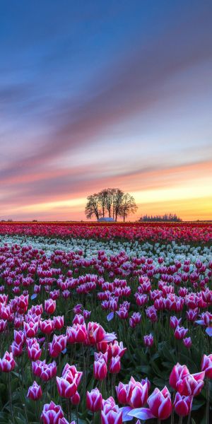Breathtaking Sunset Over a Multicolored Tulip Field