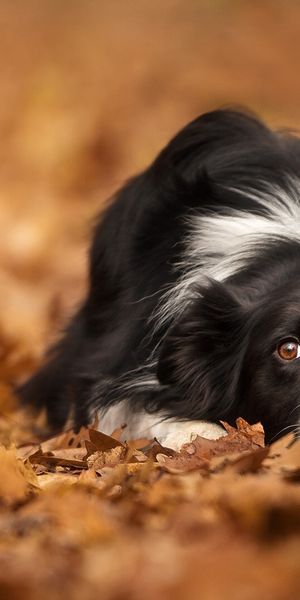 Phone wallpaper: Dogs, Dog, Blur, Leaf, Fall, Animal, Border Collie free download