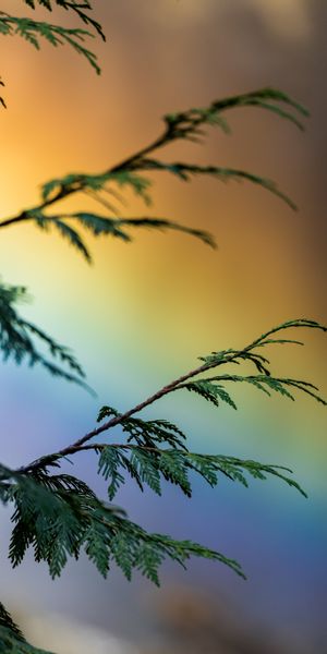 Phone wallpaper: Miscellaneous, Branch, Plant, Motley, Miscellanea, Multicolored, Rainbow free downl