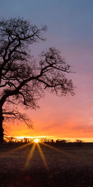 Phone wallpaper: Landscape, Nature, Sky, Tree, Sunrise, Earth, Sunbeam, Lonely Tree free download