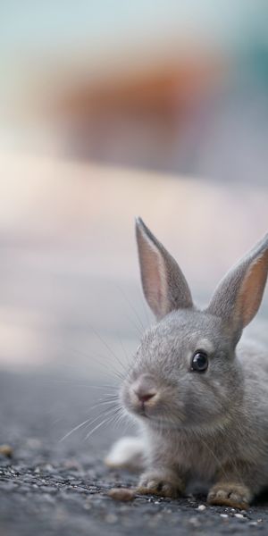 Phone wallpaper: Blur, Animal, Rabbit free download
