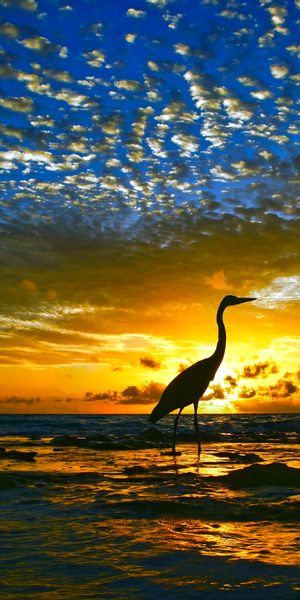 Elegant Heron Silhouette at Sunset Over the Ocean