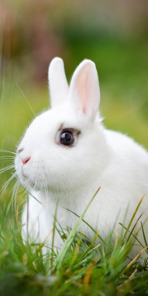 Phone wallpaper: Grass, Blur, Animal, Rabbit free download