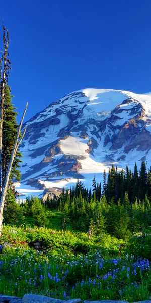 View of Mount Rainier Surrounded by Lush Nature