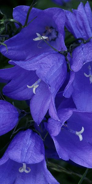 Beautiful blue flower wallpaper perfect for iPhone backgrounds