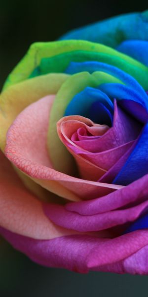 Multicolored Rose Mobile Wallpaper: A Beautiful Floral Design for Your Screen