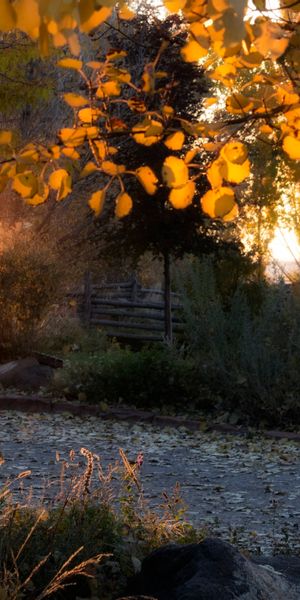 Captivating sunset phone wallpaper featuring golden leaves and tranquil scenery
