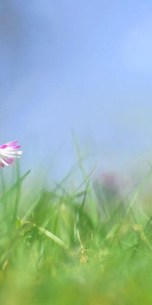 Charming Pastel Floral iPhone Wallpaper with Nature's Beauty