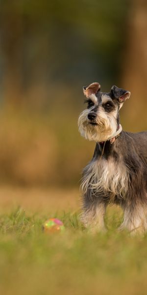 Phone wallpaper: Dogs, Grass, Dog, Blur, Animal, Schnauzer free download