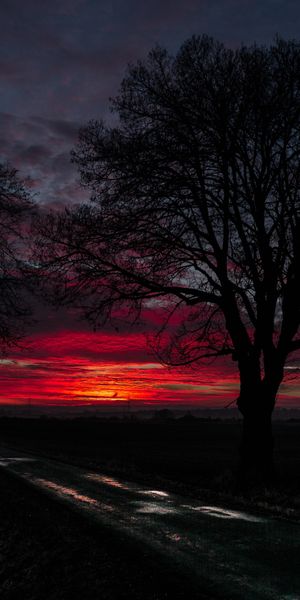 Breathtaking 4K mobile wallpaper of a sunset with trees and a road