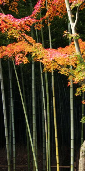 Phone wallpaper: Trees, Bamboo, Tree, Earth free download