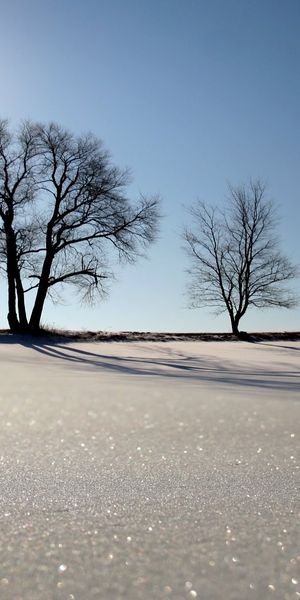 Phone wallpaper: Trees, Sun, Tree, Earth, Sky free download