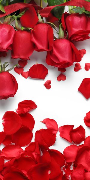 Beautiful Red Roses with Petals for Phone Wallpaper
