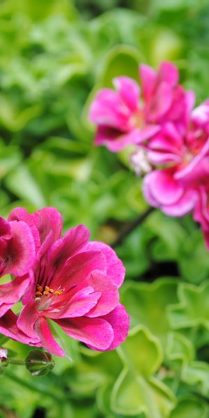 Beautiful 4K mobile wallpaper featuring vibrant pink flowers in nature