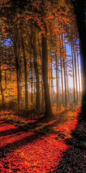 Captivating Autumn Forest Wallpaper with Sunbeams and Rich Colors