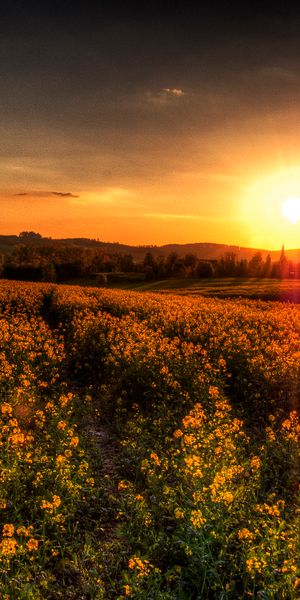 Breathtaking sunset wallpaper featuring a golden flower field and serene landscape