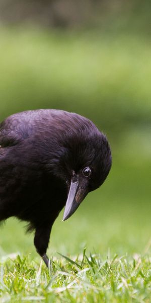 Phone wallpaper: Grass, Bird, Blur, Animal, Crow free download