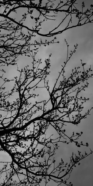 Silhouette of Dark Tree Branches Against a Moody Sky