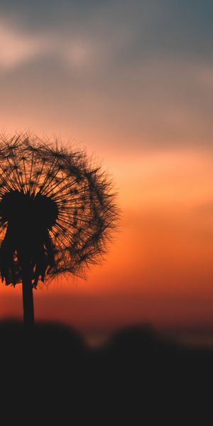 Dandelion Silhouette Wallpaper Against a Sunset