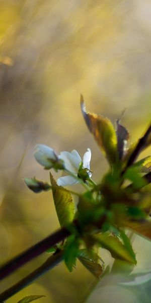Phone wallpaper: Smooth, Branch, Leaves, Macro, Background, Blur free download