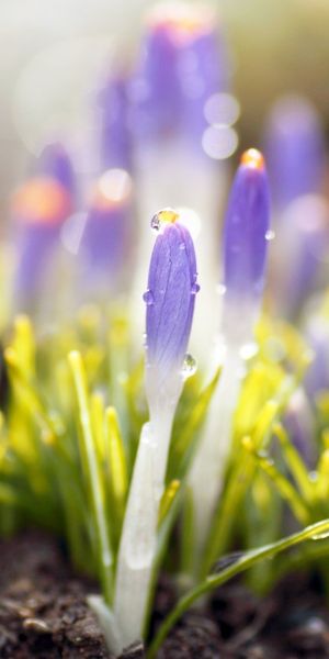 Phone wallpaper: Flowers, Flower, Earth free download