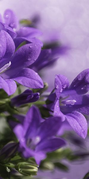 Phone wallpaper: Flowers, Violet, Plants free download
