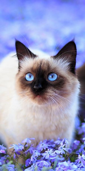 Phone wallpaper: Cats, Flower, Cat, Blur, Field, Animal, Cute, Blue Eyes, Blue Flower, Himalayan Cat