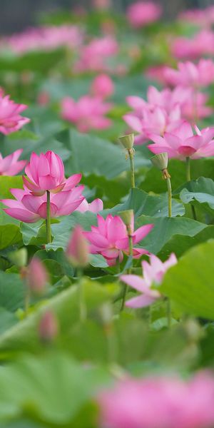 Phone wallpaper: Nature, Flowers, Lotus, Flower, Blur, Leaf, Earth, Pink Flower free download