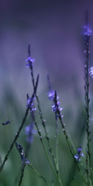 Phone wallpaper: Nature, Flower, Blur, Field, Butterfly, Animal free download