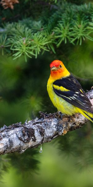 Phone wallpaper: Branch, Animals, Motley, Multicolored, Bird, Feather free download