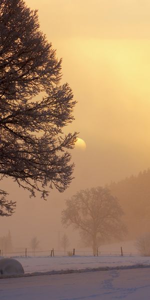 Beautiful Winter Dawn with Trees and Fog