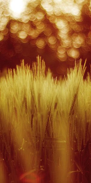 Phone wallpaper: Blur, Bokeh, Plant, Wheat, Field, Fall, Nature, Earth free download