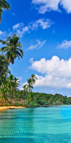 Tropical Beach Paradise with Palm Trees and Crystal Clear Water