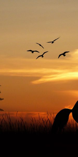Phone wallpaper: Landscape, Sunset, Grass, Sky, Silhouette, Bird, Tree, Animal, Cloud, Horse free do