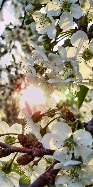 Beautiful White Blossom Tree Wallpaper for Your Phone