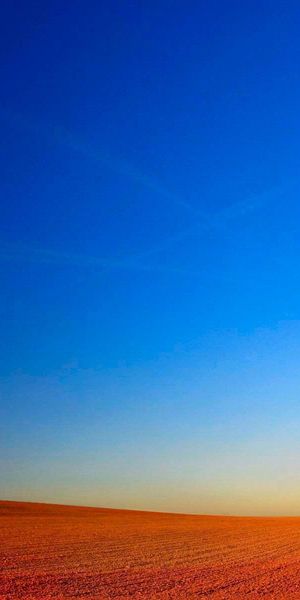 Serene phone wallpaper featuring a solitary tree on a vast horizon