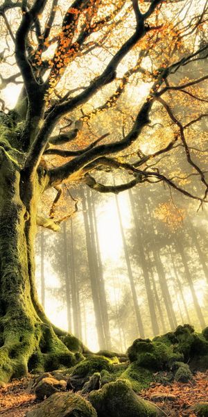 Majestic Tree in Fall - Nature's Beauty Unveiled