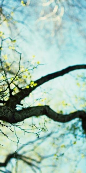 Phone wallpaper: Canopy, Treetops, Trees, Leaf, Tree, Earth, Sky free download
